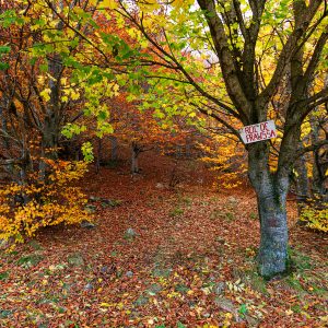 Rutas guiadas y caminos con nuestro vehículo